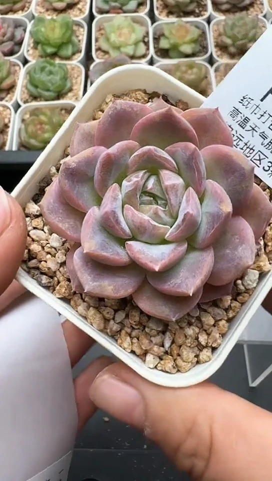 541F云禹多肉植物 默认脱土纸巾打包 3颗包邮