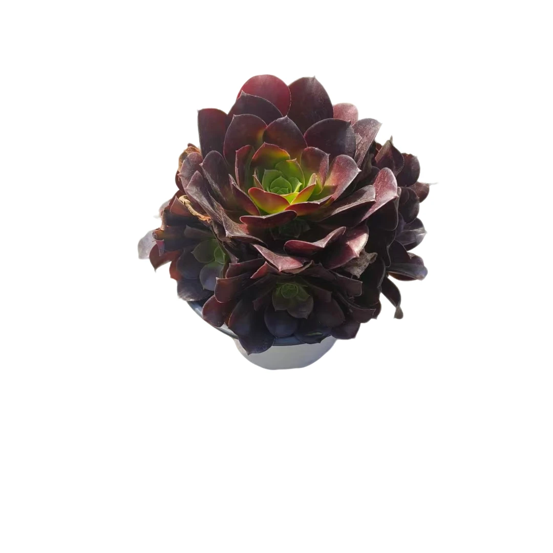 同美多肉园艺  黑法师  以直播间实物为准 综合链接