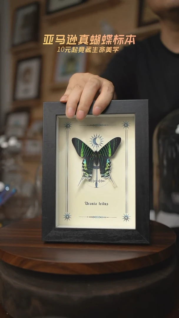 有机玻璃月亮蛾图腾款7寸竖框