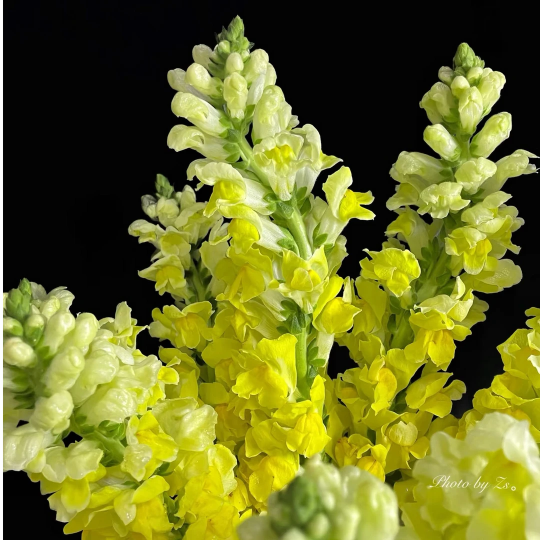 黄色重瓣金鱼草一把（8支）  云南基地鲜花 基地直发