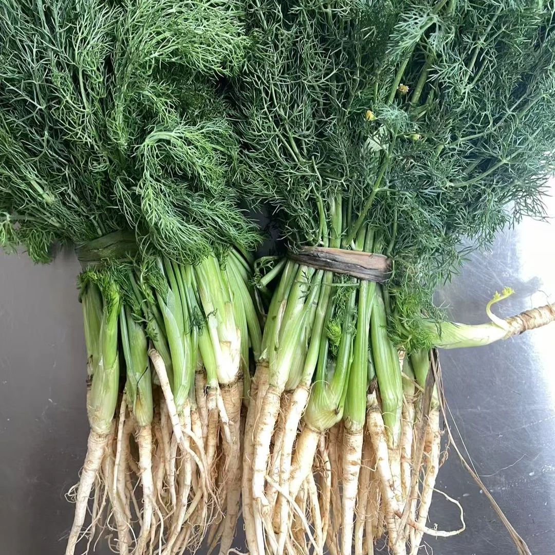 云南德宏芒市-高山小茴香