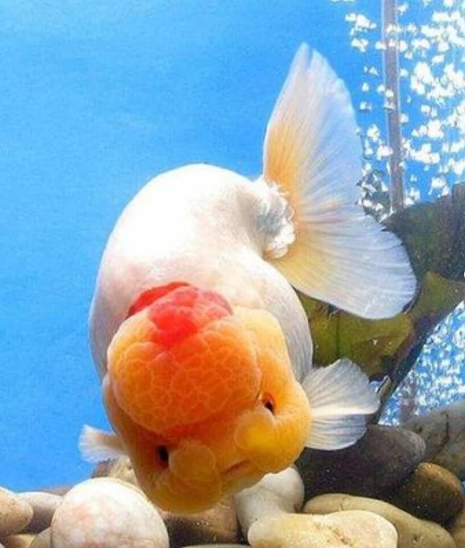 娃娃脸精品兰寿观赏鱼（运输中不接受退换 活体不得拒收）