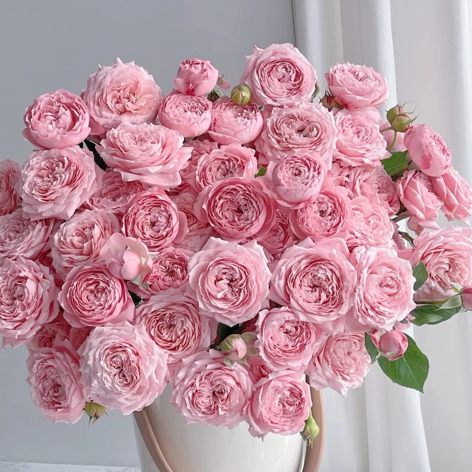 【朱丽叶塔】多头玫瑰 花中水蜜桃粉玫瑰沾水就开顺丰包邮