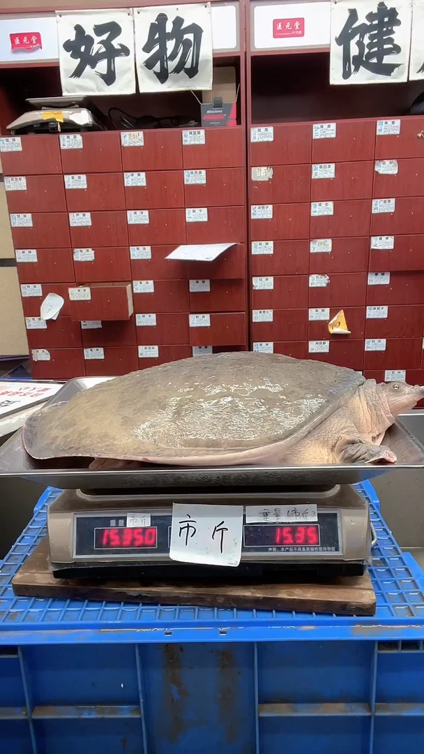 中国大陆15斤...