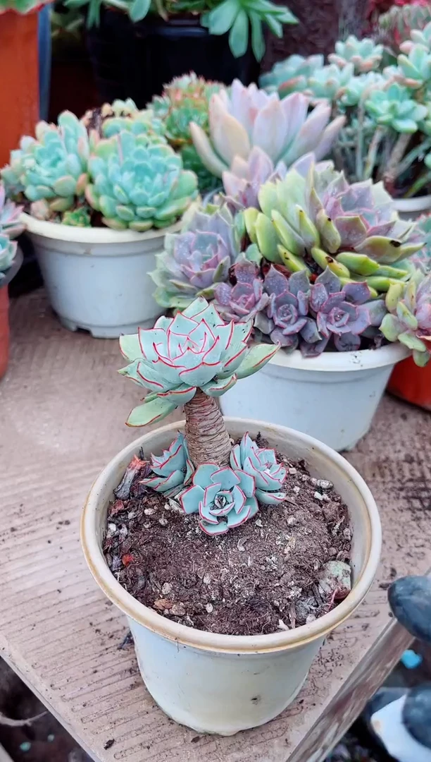 李*潇02239多肉植物一物一拍