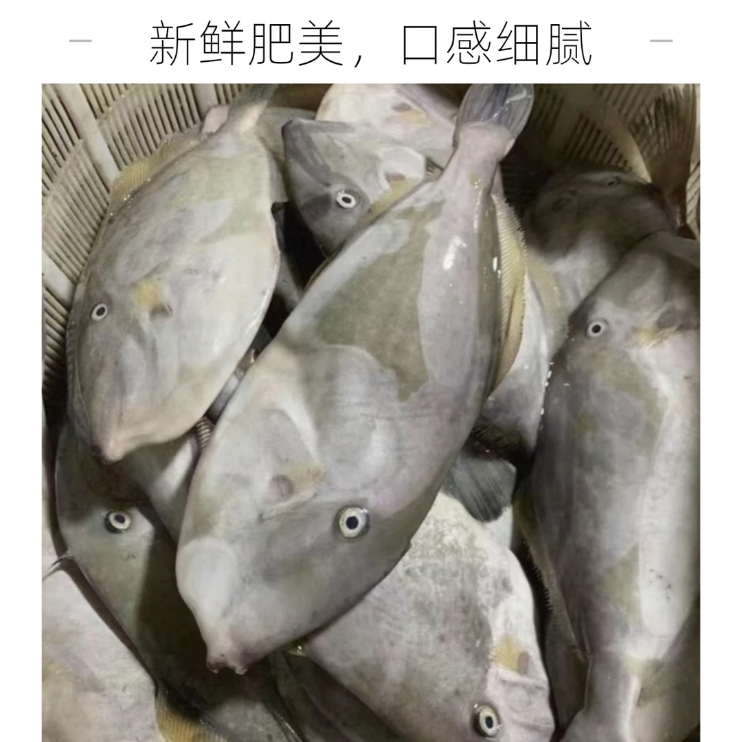 野生特大规格1.5-2斤马面鱼 扒皮鱼 剥皮鱼 耗儿鱼 迪仔鱼