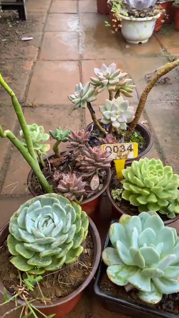 Q034多肉组合默认脱土发货