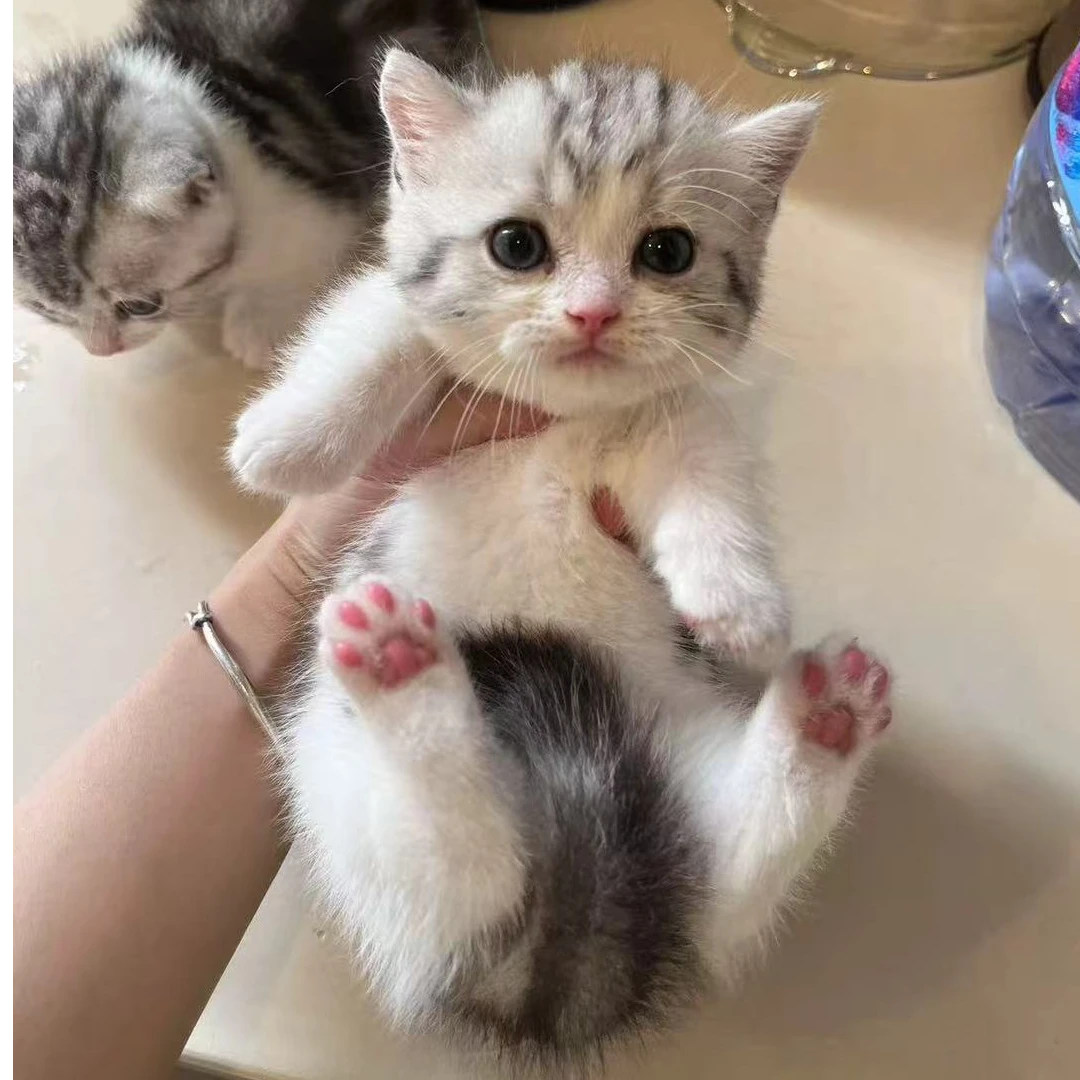 宠物猫咪活体专用链接