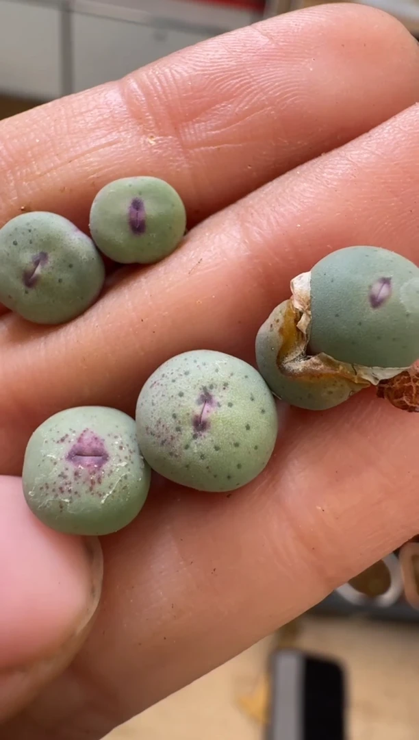 【闪购商品】3-27一颗