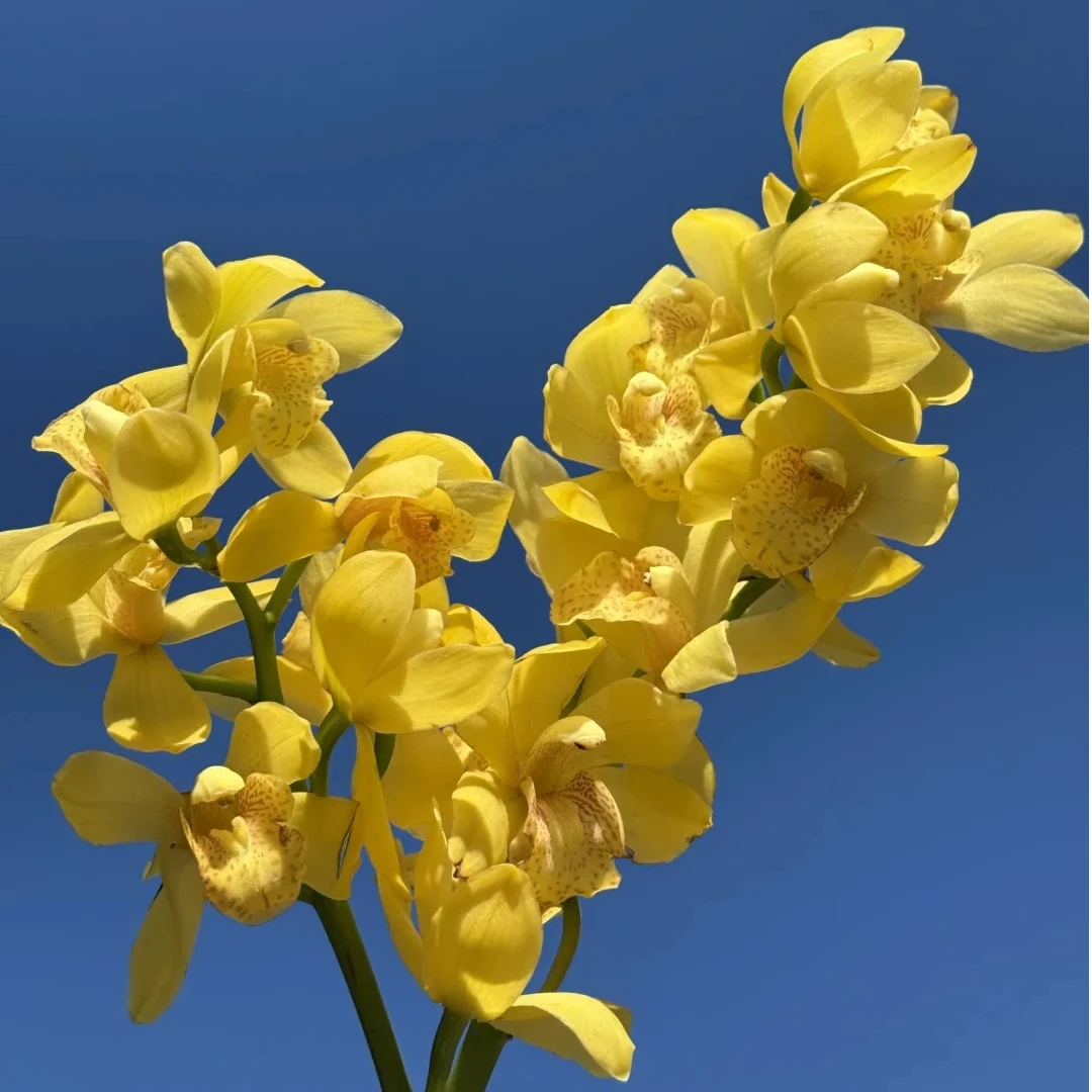 【A级大花蕙兰】年宵花 云南基地直采直发水培鲜切花