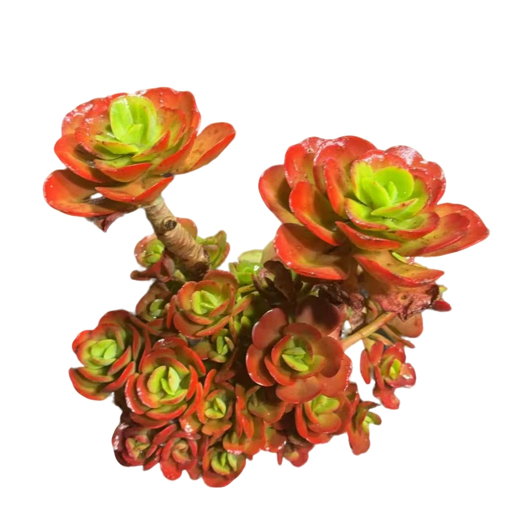 精品多肉   红梅 拍一发二