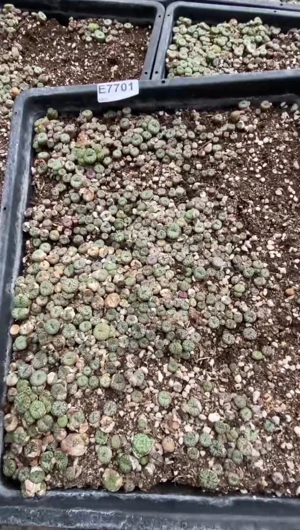 7701直播间一物一拍安贞一筐