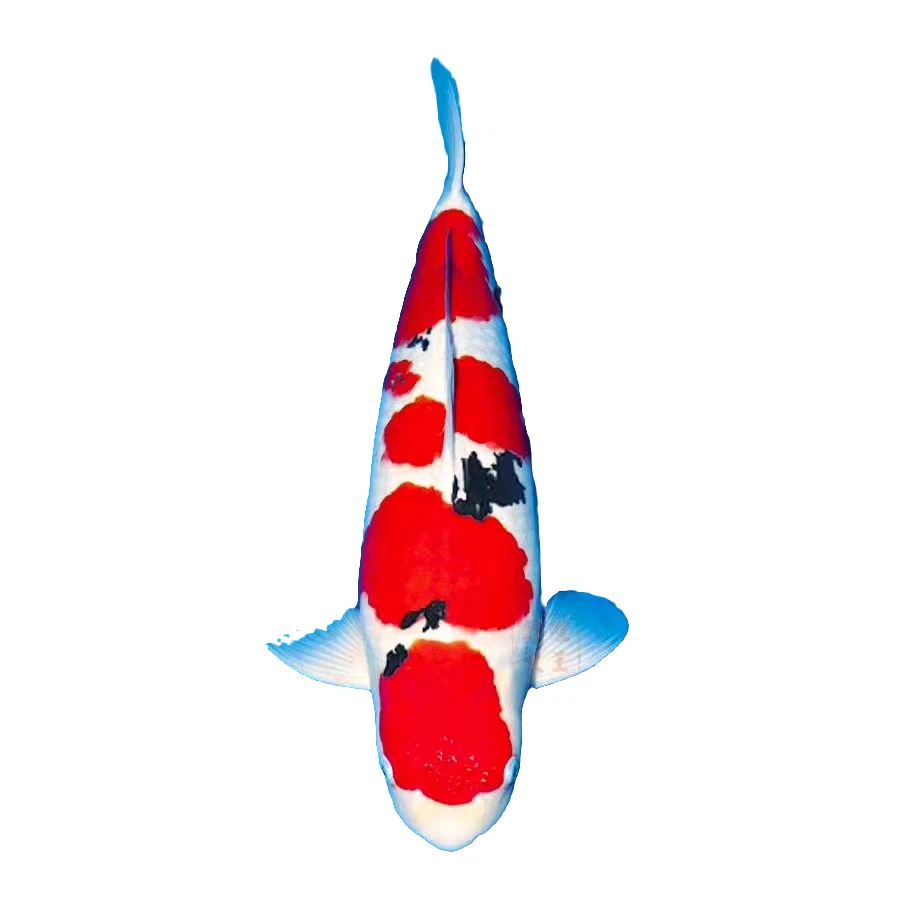 纯正血统锦鲤观赏鱼好养耐活