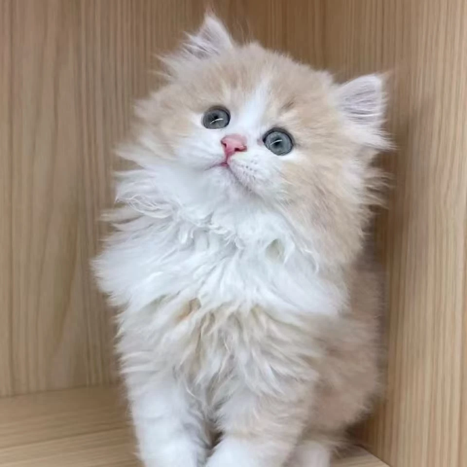 萌宠之家宠物生活馆猫猫长毛乳白宠物活体保健康