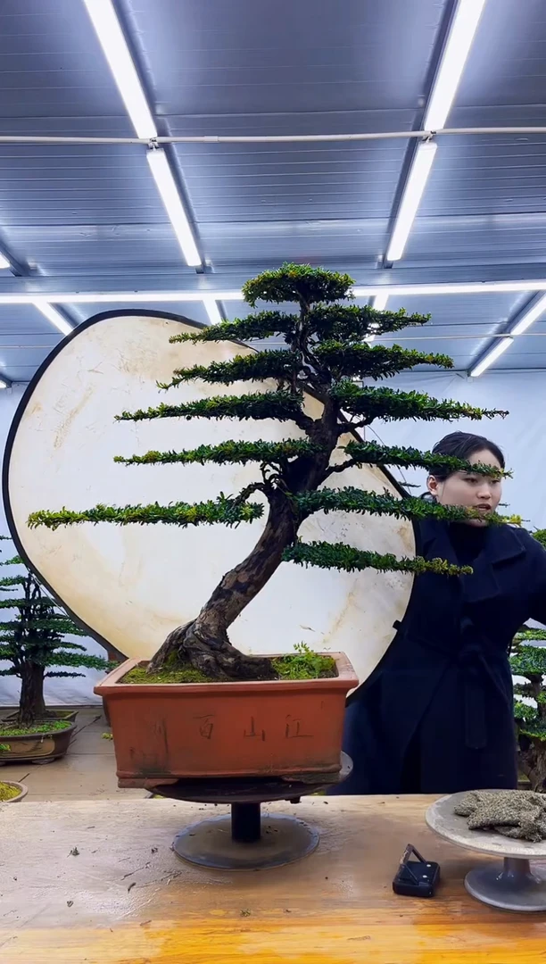 无花朵一物一拍，所见即所得