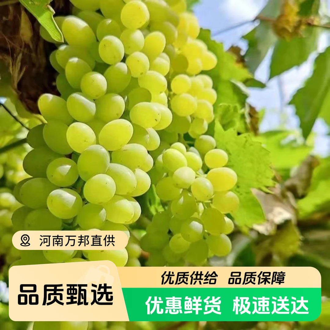 【陈氏阳光】新疆吐鲁番马奶提净重4斤皮薄多汁应季水果现货现发新疆维吾尔自治区
