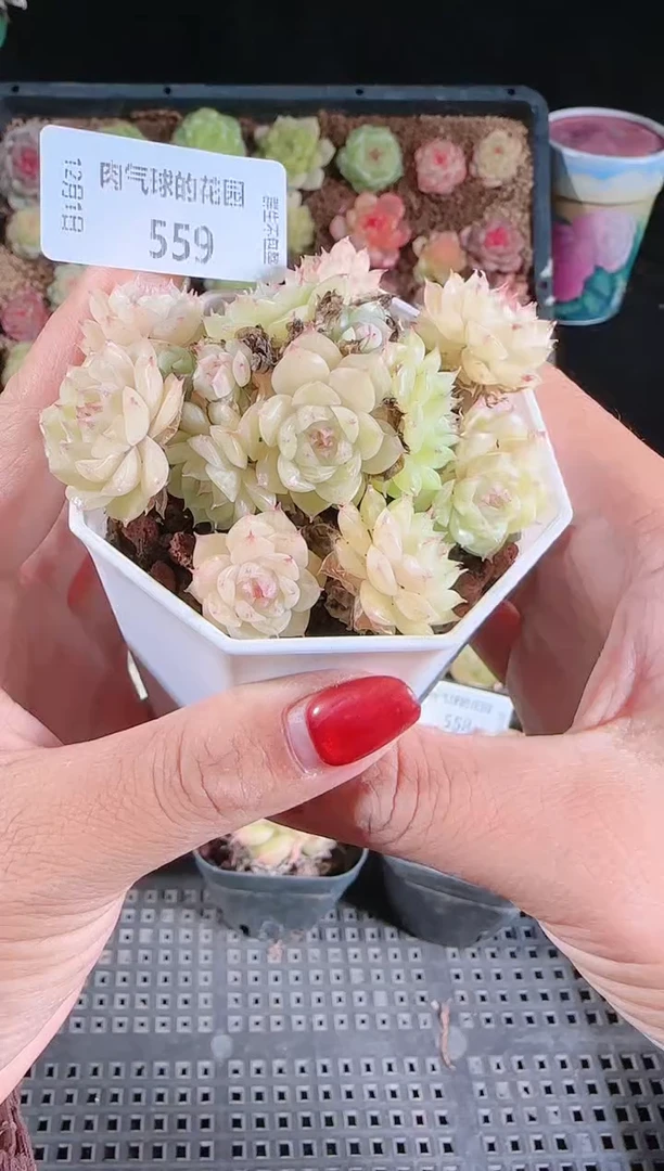 1201-559多肉群生不包整