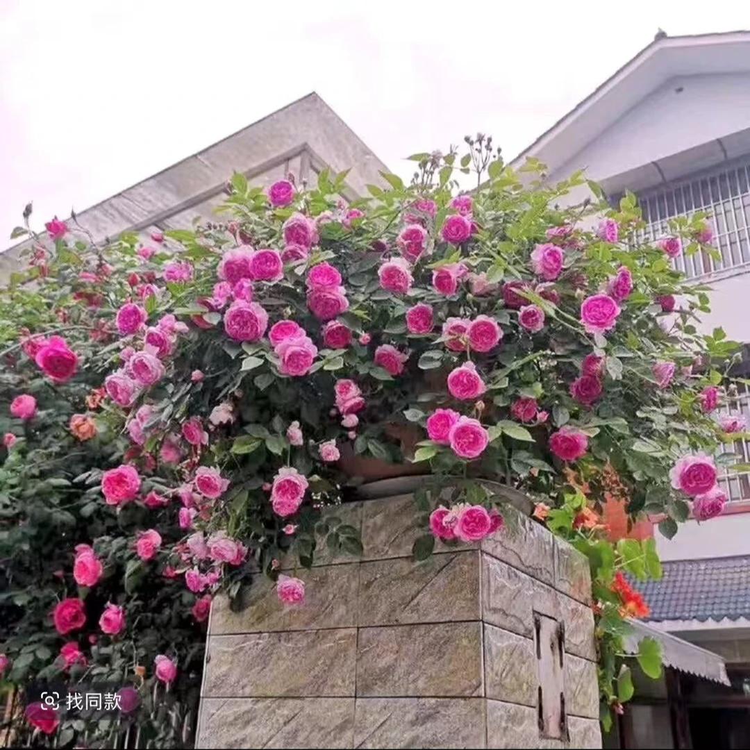 顺丰包邮！ 玛姬婶婶棒棒糖月季花