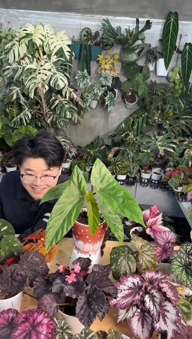 完全开放棱花镜秋海唐