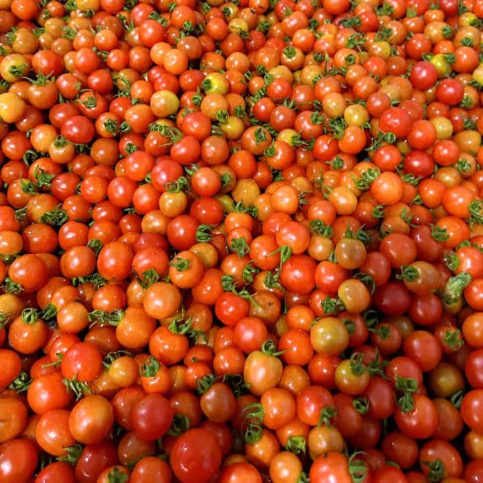 贵州农家老品种野生小西红柿小番茄酸汤原料小番茄