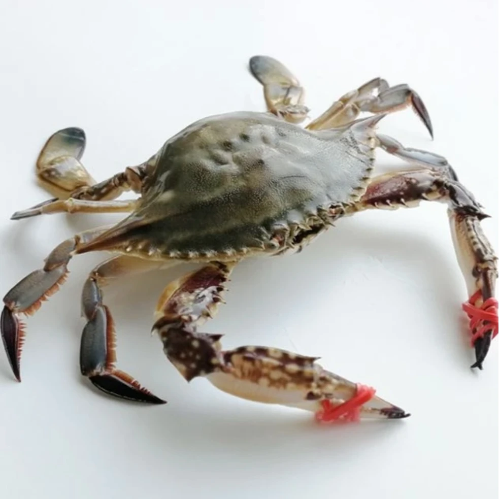 出水东港大飞蟹单只3-5两左右东港大皮皮虾各1.5斤【保鲜不保活】
