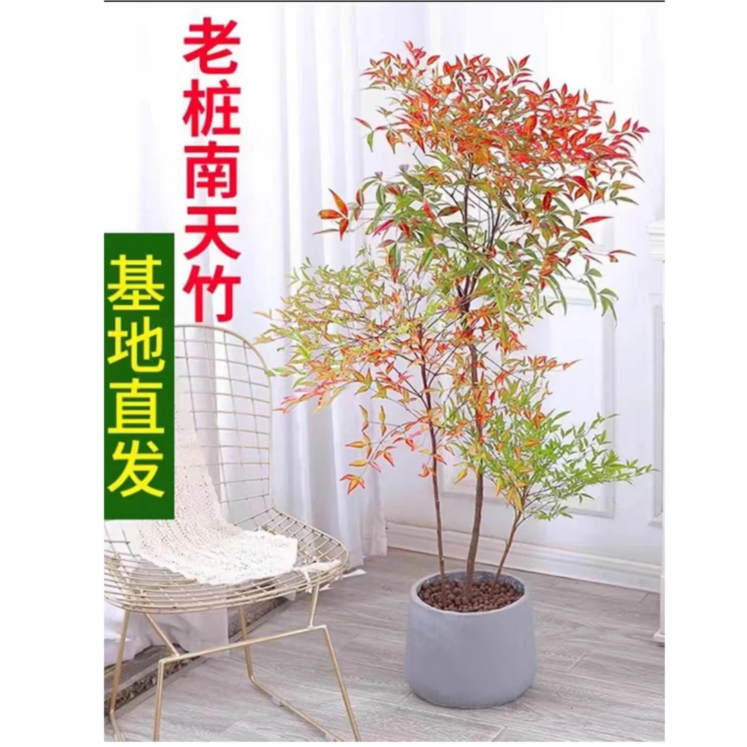 火焰南天竹好养客厅卧室走廊室内大型老桩盆栽绿植美观除甲醛乔迁