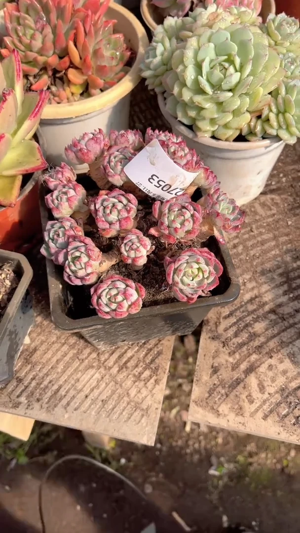 高****头跃跃精品多肉27053