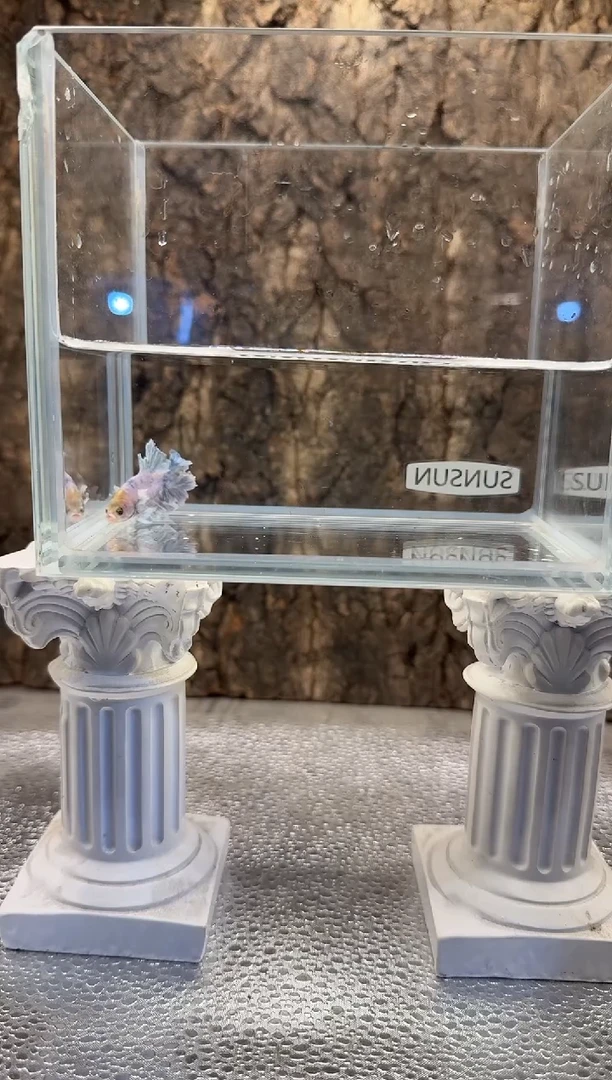 斗鱼斗鱼绣球大耳朵