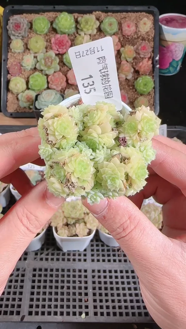 1127-135群生不包整