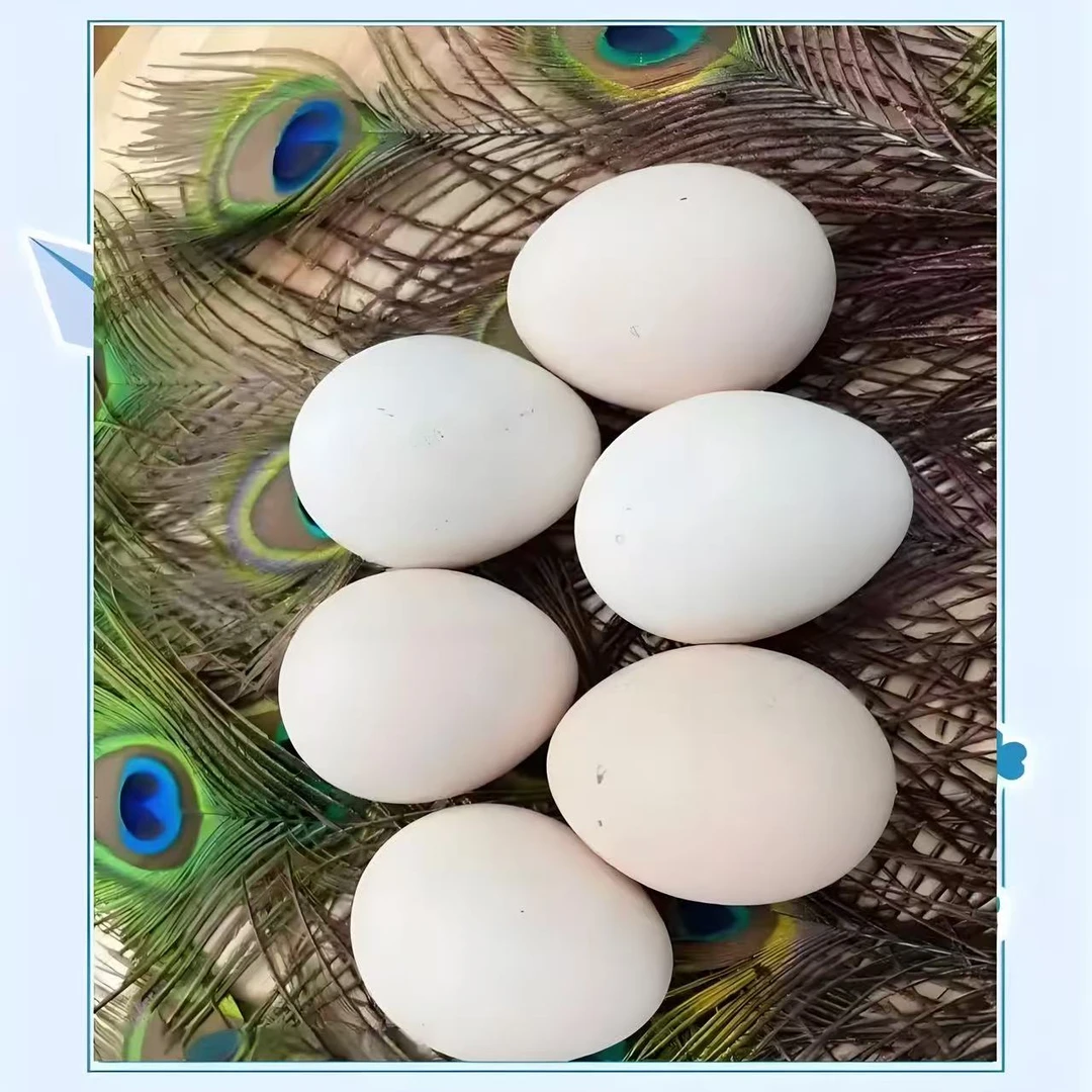 孔雀蛋1个六一礼物回馈粉丝