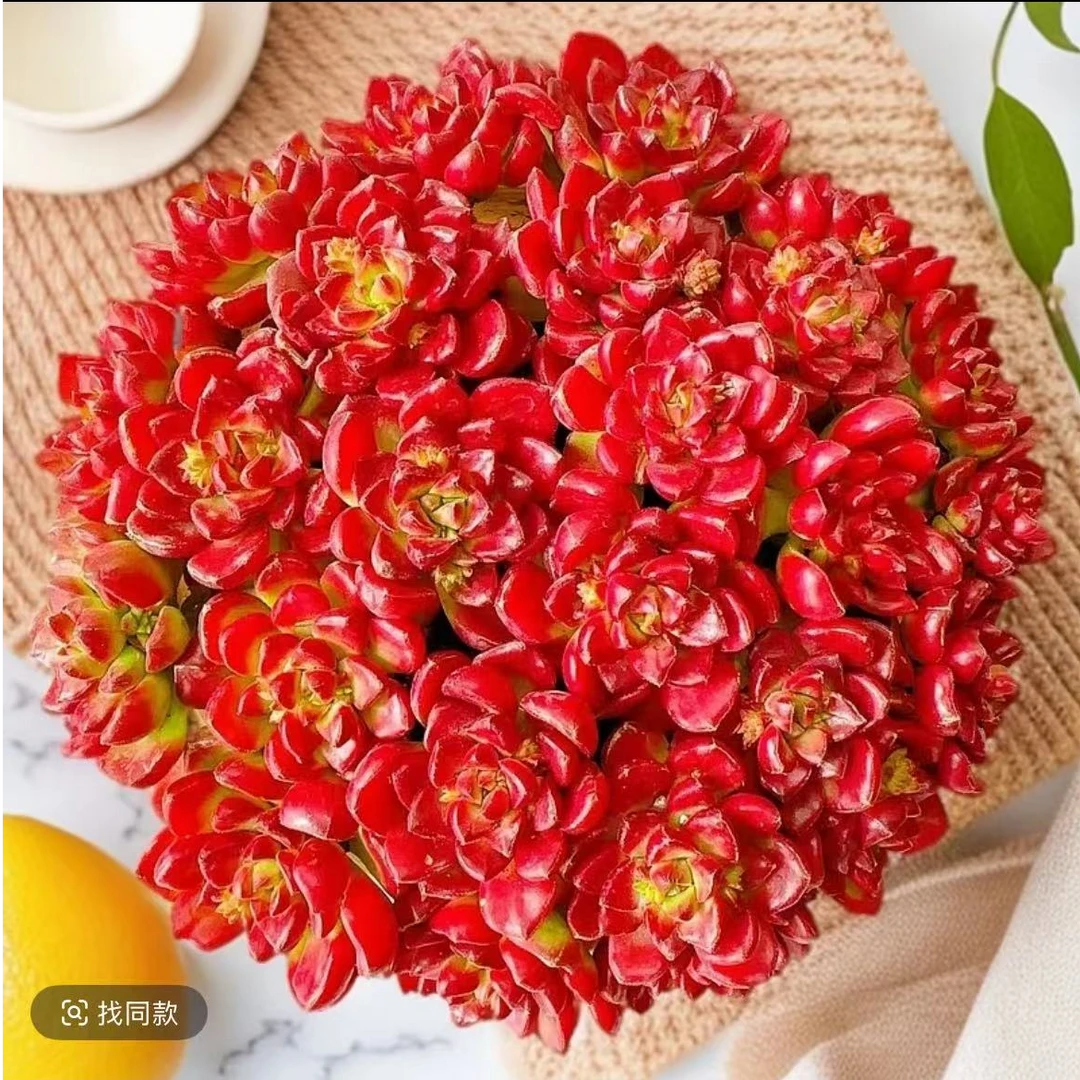 鸡血爱马仕红色大盆多肉植物可爱懒人新手入门好养盆栽带盆土