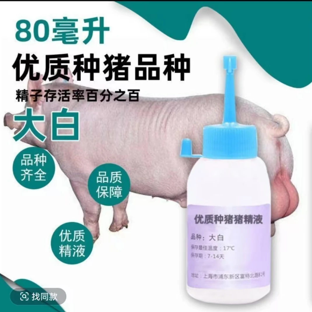 原种大白公猪猪精养猪场现采现发