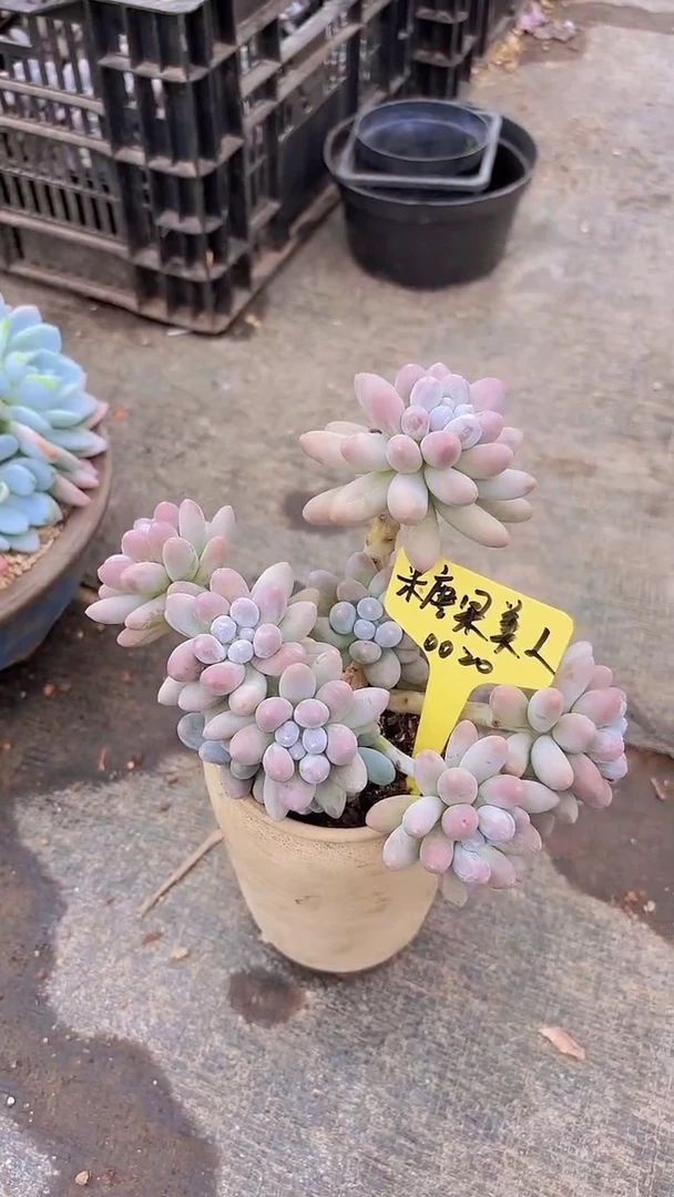 白**林0020汤圆一物一拍