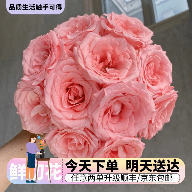 『戴安娜玫瑰单头』今日下单明日送达 生活鲜切花同城批发直播