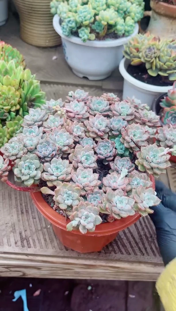 30032多肉植物一物一拍