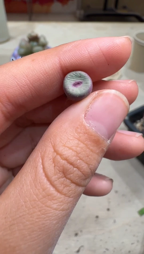 7-16多肉植物肉锥