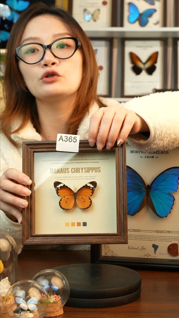 金斑蝶-（6寸方胡桃色新款框）A365