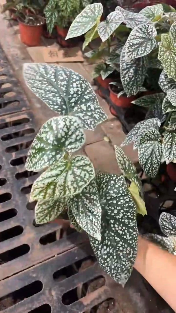 完全开放两单包邮。富士山秋海棠