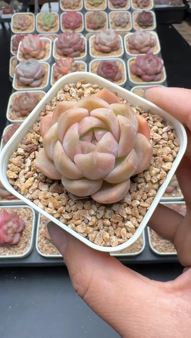 【闪购商品】320B物拍多肉带盆土6.5杯拍3颗包柚