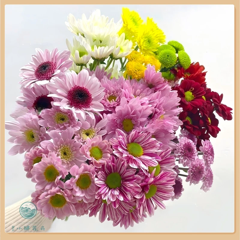 【兰小胖】精选A级-混合色小菊（1扎多色）超长花期养护鲜花 顺丰包邮