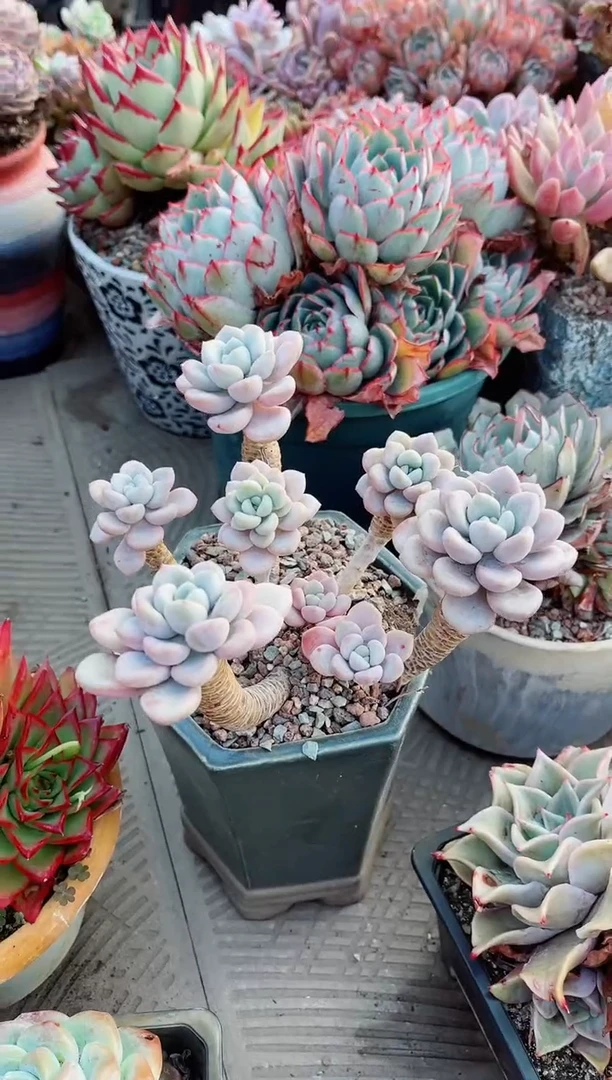 【闪购商品】23108