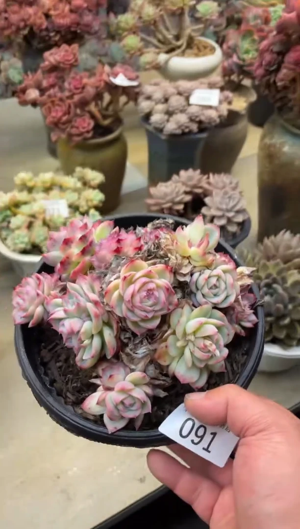 【闪购商品】91侧影不包损