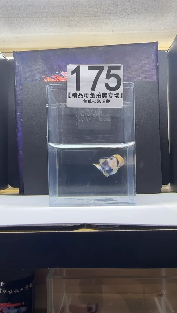 斗鱼母鱼编号：175