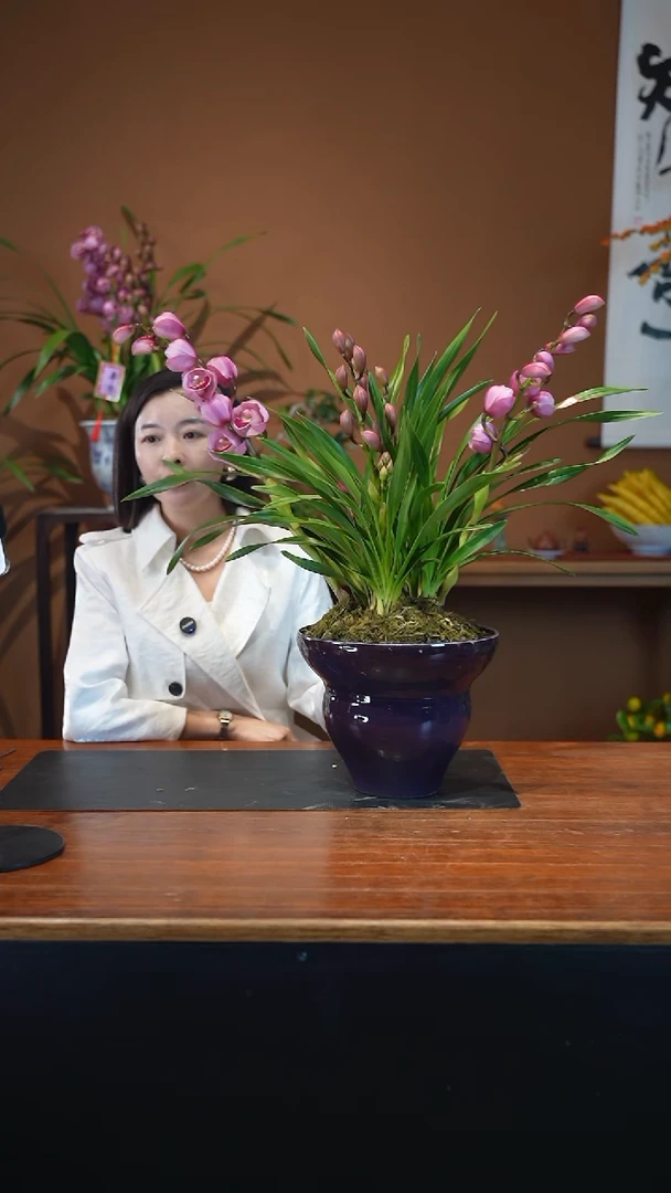 全部花朵粉黛紫色盆景盆景盆景