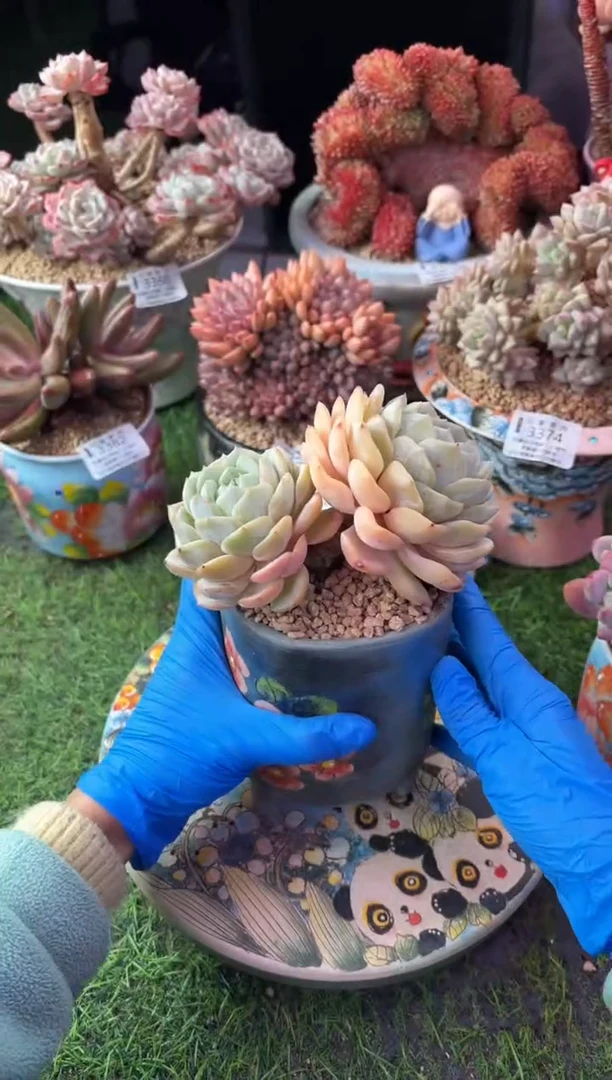 昆明印象多肉3395