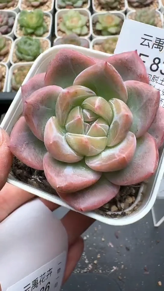835F云禹多肉植物 默认脱土纸巾打包 3颗包邮