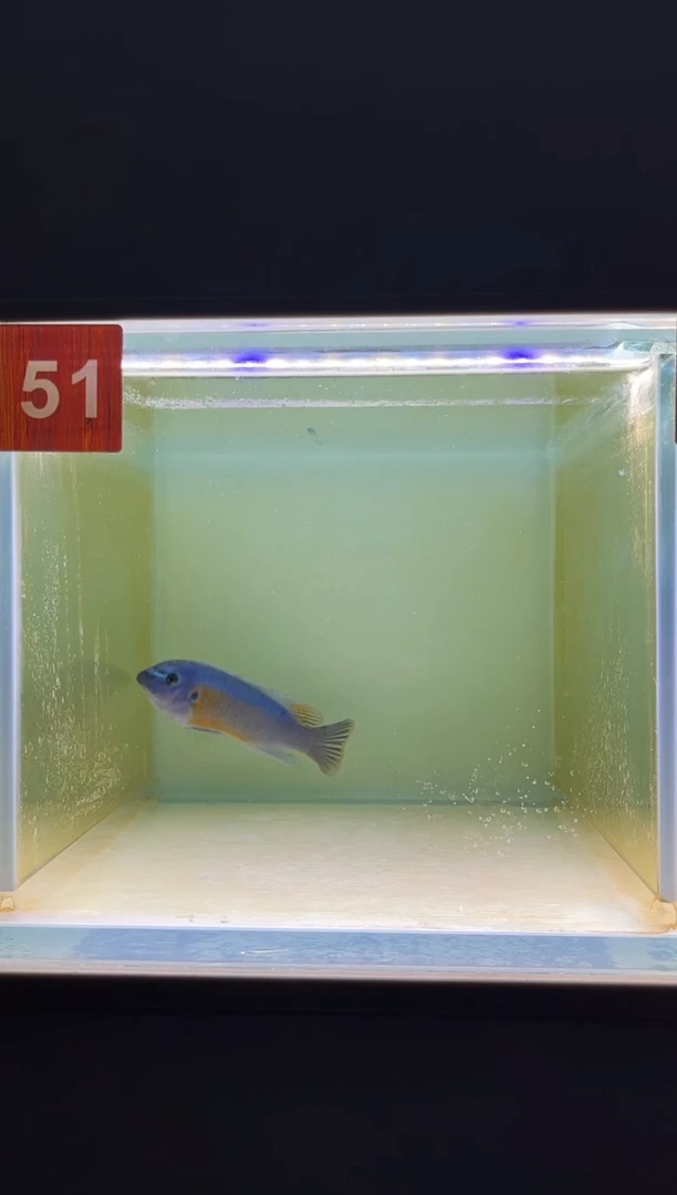 海水鱼三湖慈鲷野生