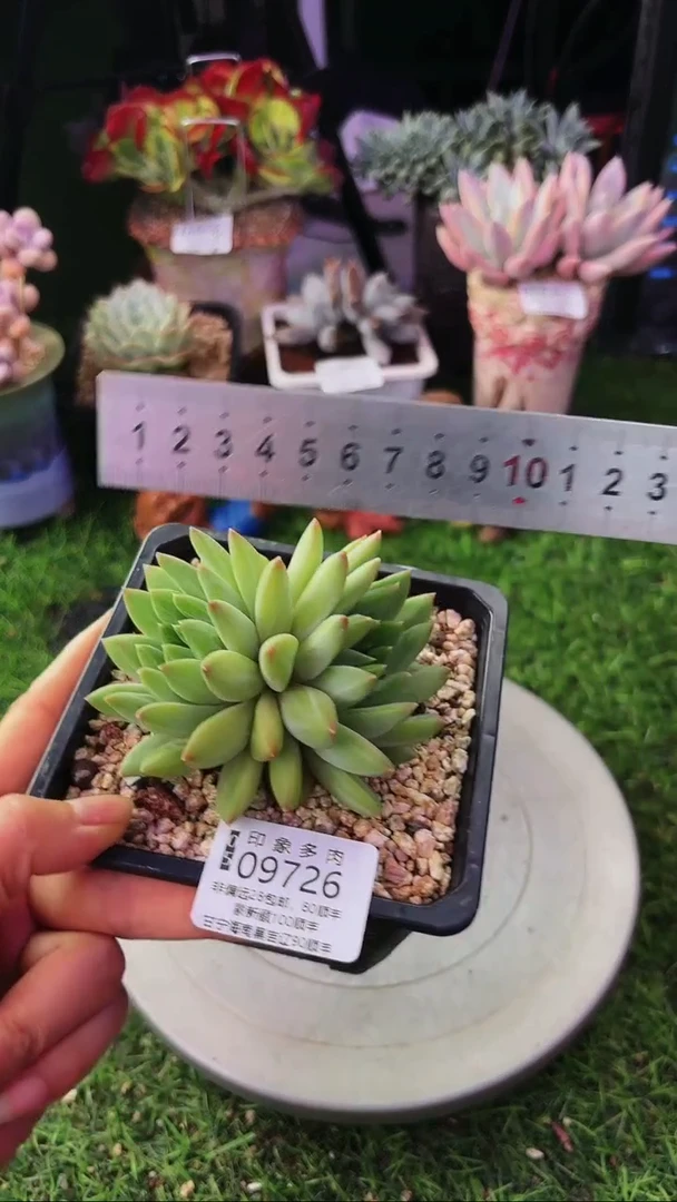 昆明印象多肉09726