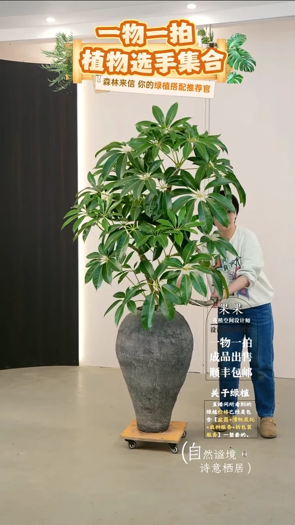 完全开放大*树日本进口保罗大叶伞连盆种好栽好一整套送货上门