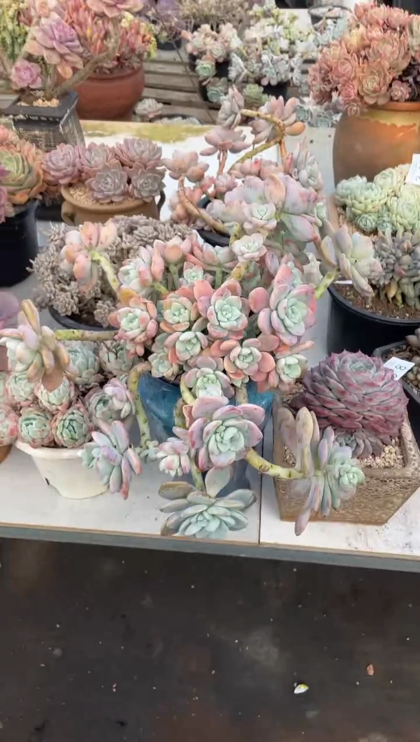 【闪购商品】40露凝香